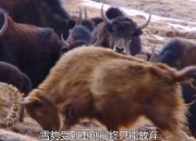 九游体育-包含罕见对战，惊险情节不断升级的词条
