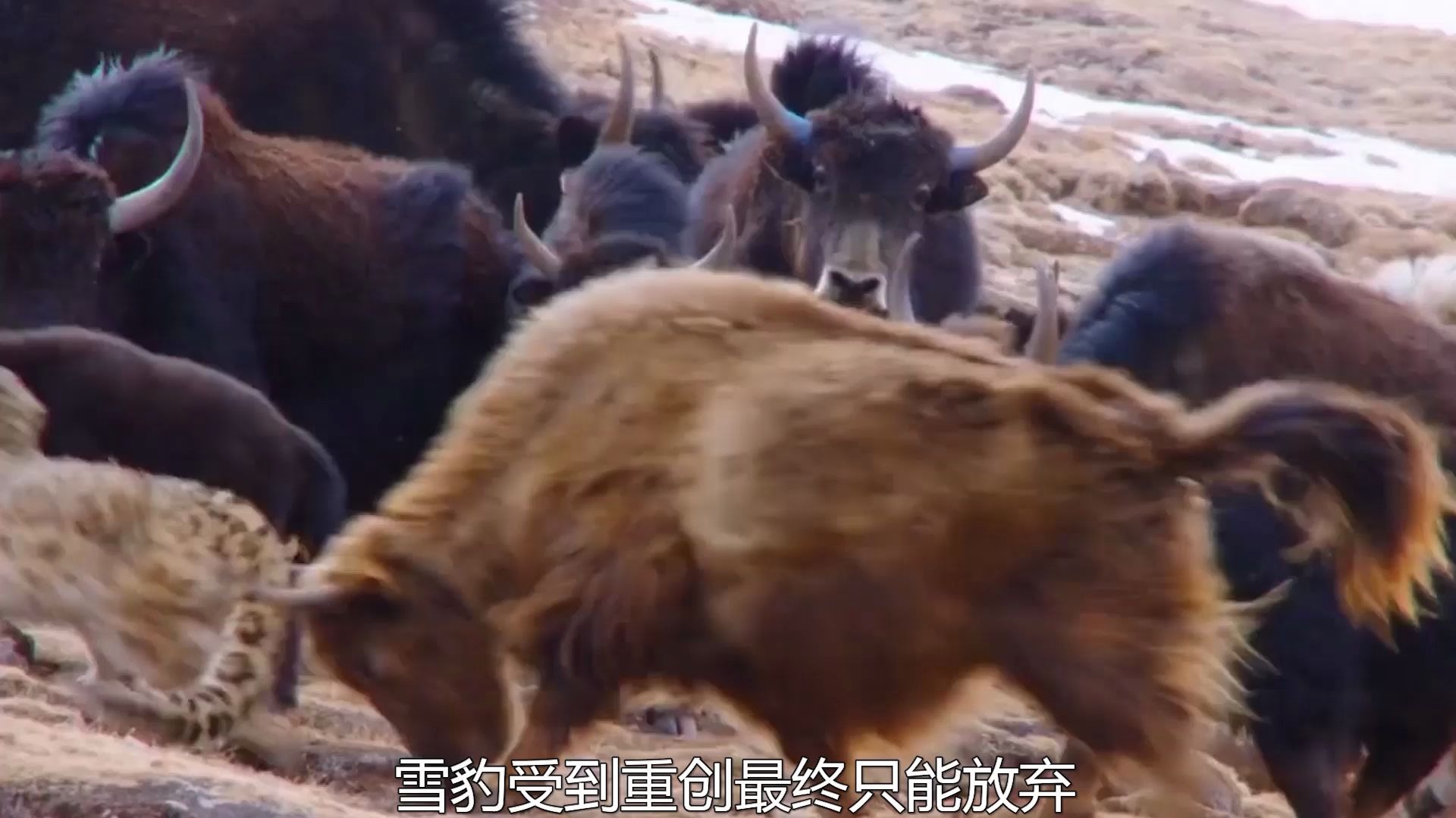 包含罕见对战，惊险情节不断升级的词条